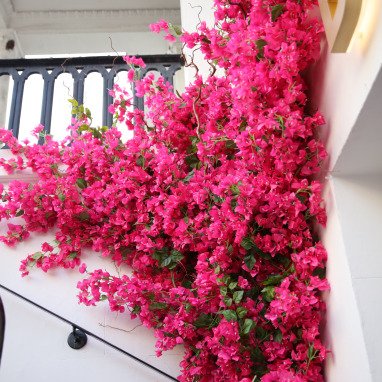 bougainvillea flowers