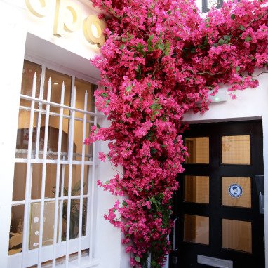 bougainvillea flowers